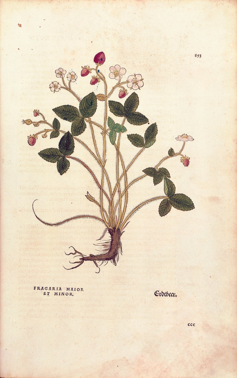 Woodland strawberry - Fragaria vesca (Fragaria maior et minor) av Leonhart Fuchs fra De historia stirpium commentarii insignes (Bemerkelsesverdige kommentarer om plantens historie), farget gravering av Leonhard Fuchs