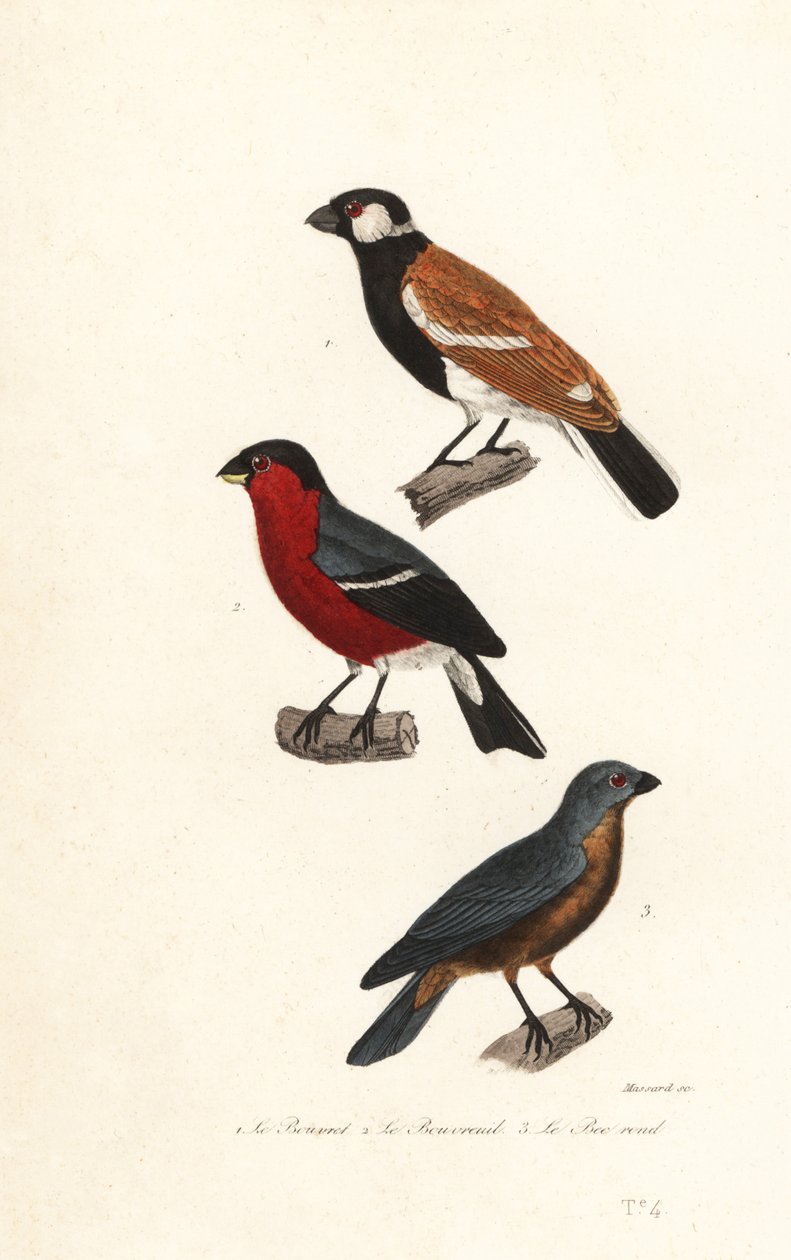 Reunion bullfinch arter, Eurasian bullfinch og blå grosbeak. av Leopold Massard