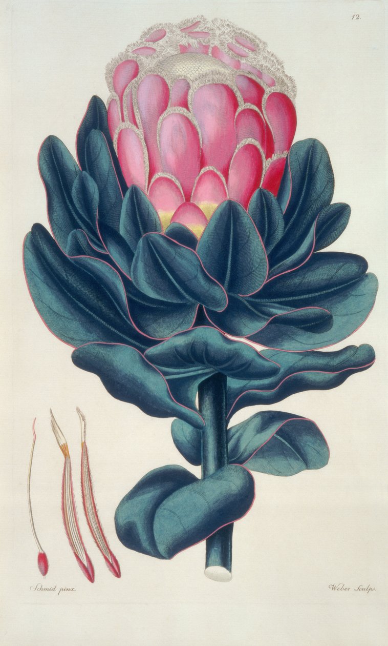 Protea speciosa, Perigonia pistillum (pl.12) fra `Thesaurus Botanicus