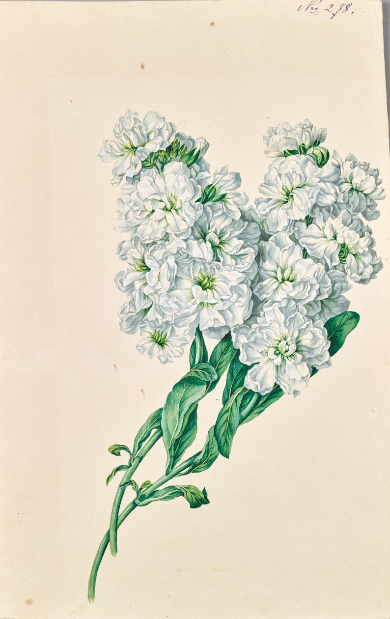 Hvite blomster av Leopold von Stoll