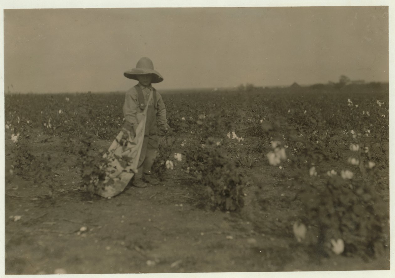 5 år gamle Willie Hesse plukker 15 pund bomull om dagen på foreldrenes 80 mål store gård nær West, Texas, 1913 av Lewis Wickes Hine