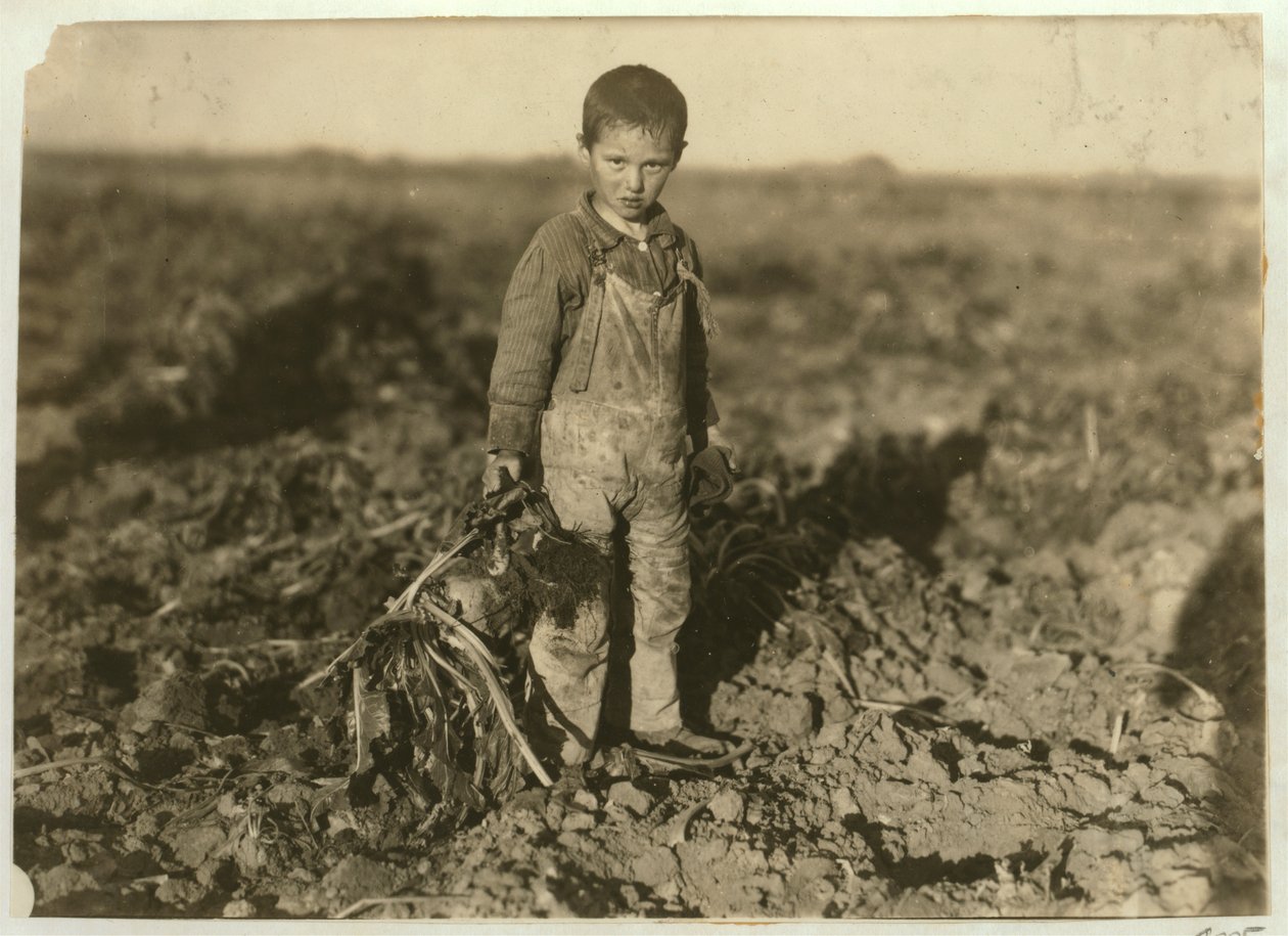 6 år gamle Jo trekker sukkerroer på en gård nær Sterling, Colorado, 1915 av Lewis Wickes Hine