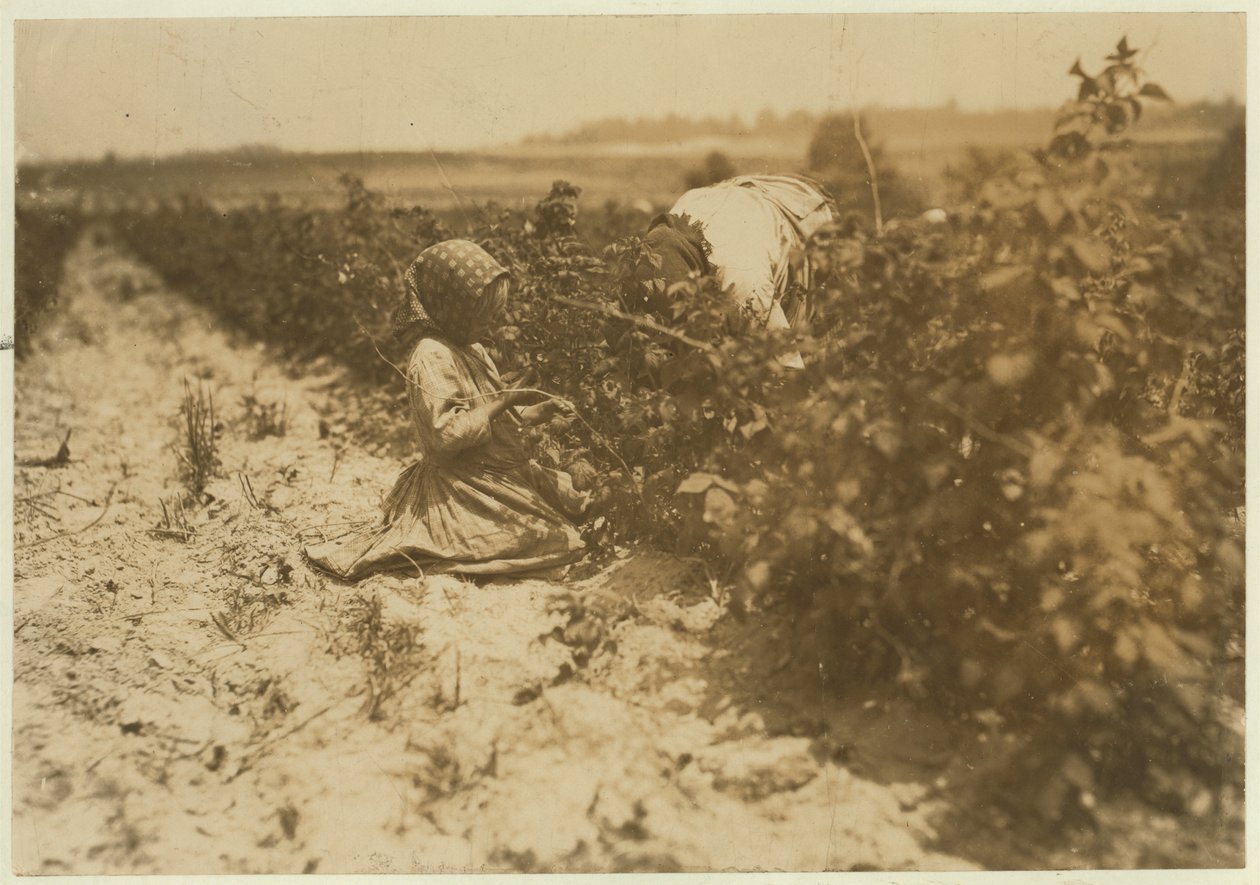 En seks år gammel polsk jente plukker bær hele dagen med familien (Scholtz) ved Rock Creek nær Baltimore, Maryland, 1909 av Lewis Wickes Hine