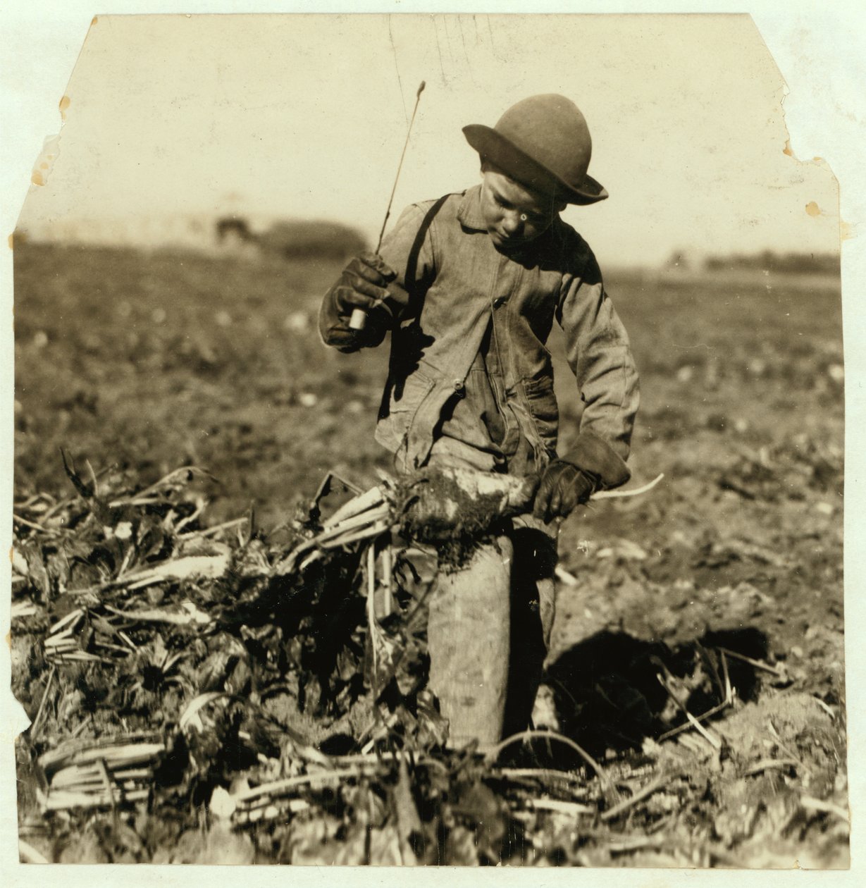 Alex Reiber på 7 år fortsetter å toppe sukkerroer etter å ha "kroket" kneet, nær Sterling, Colorado, 1915 av Lewis Wickes Hine