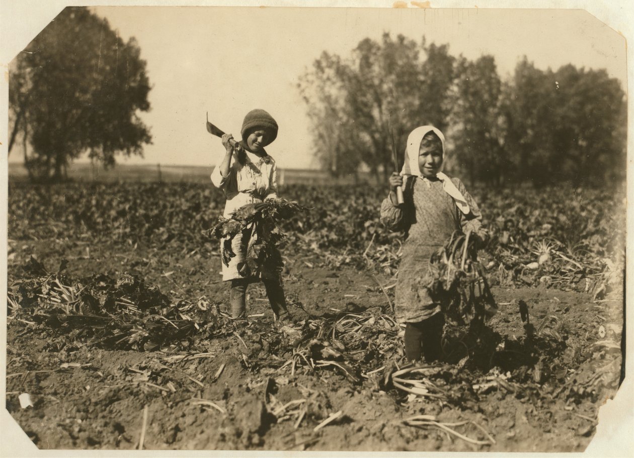 Amelia og Mary Luft, 9 og 12, kutter sukkerroer på gården nær Sterling, Colorado, 1915 av Lewis Wickes Hine