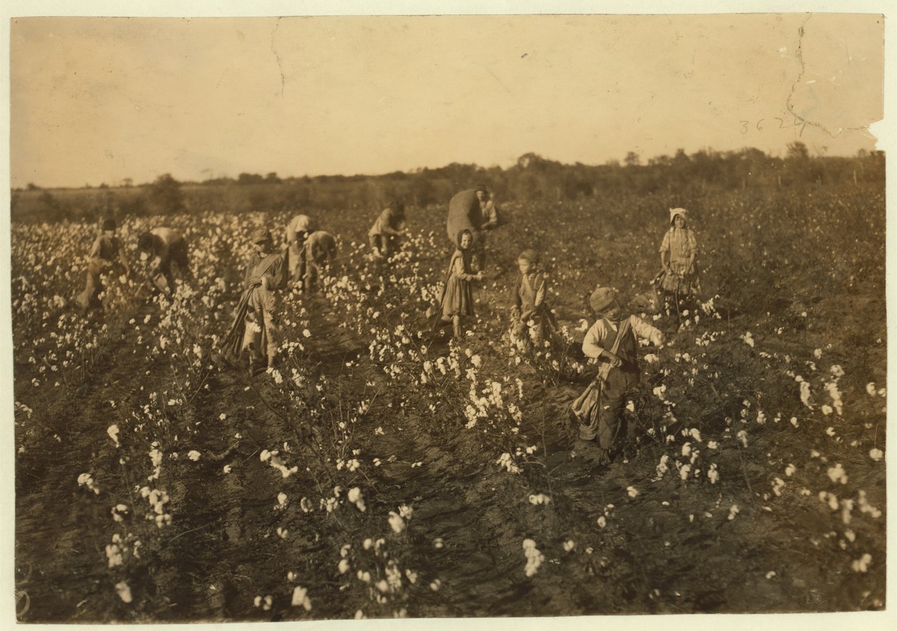 Familie plukker bomull nær McKinney, Texas, 1913 av Lewis Wickes Hine