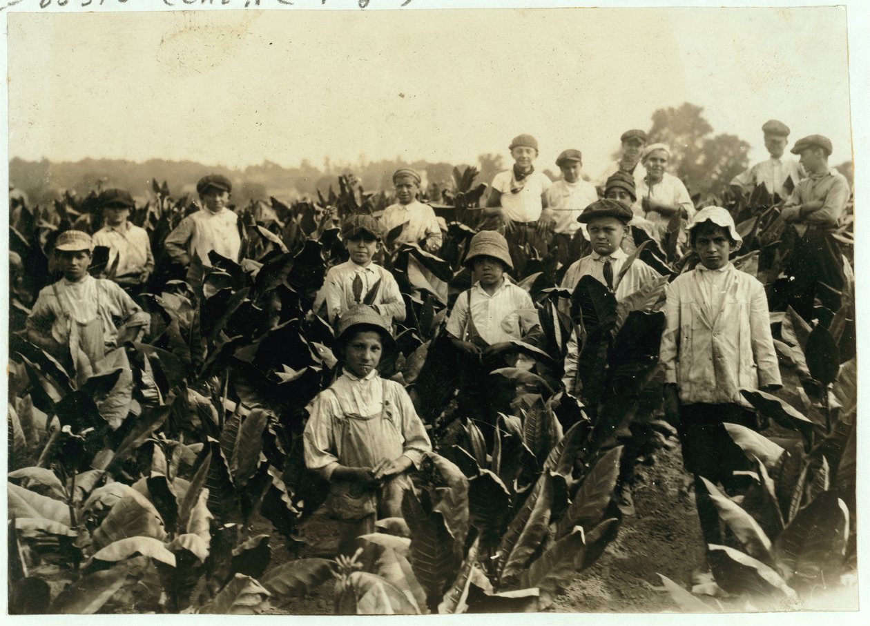 Goodrich Tobacco Farm, nær Gildersleeve, Connecticut, 1917 av Lewis Wickes Hine