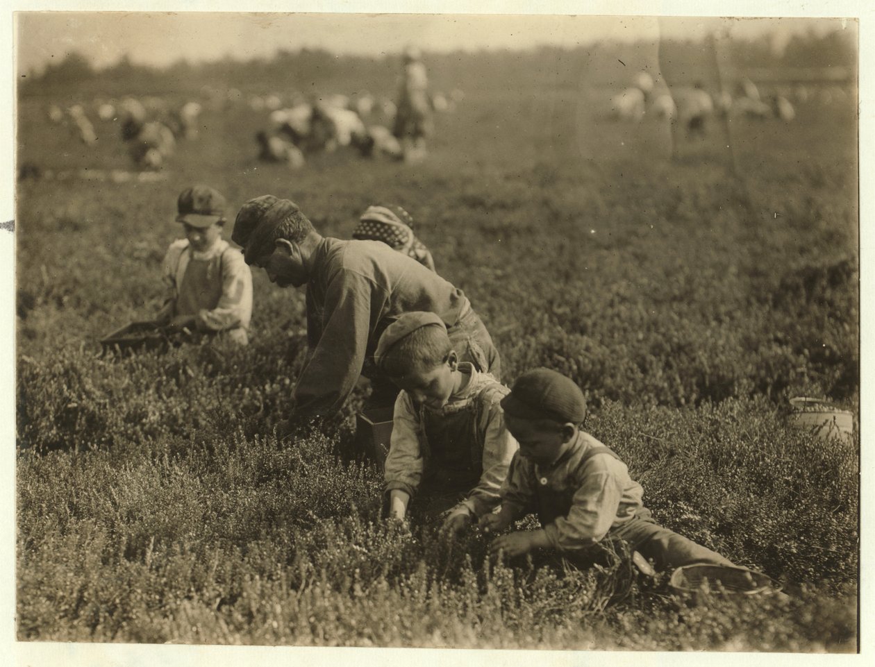 Jo Arnao 3, plukket tyttebær sammen med sin bror 6 og søster 9 i Whites Bog, Browns Mills, New Jersey, 1910 av Lewis Wickes Hine