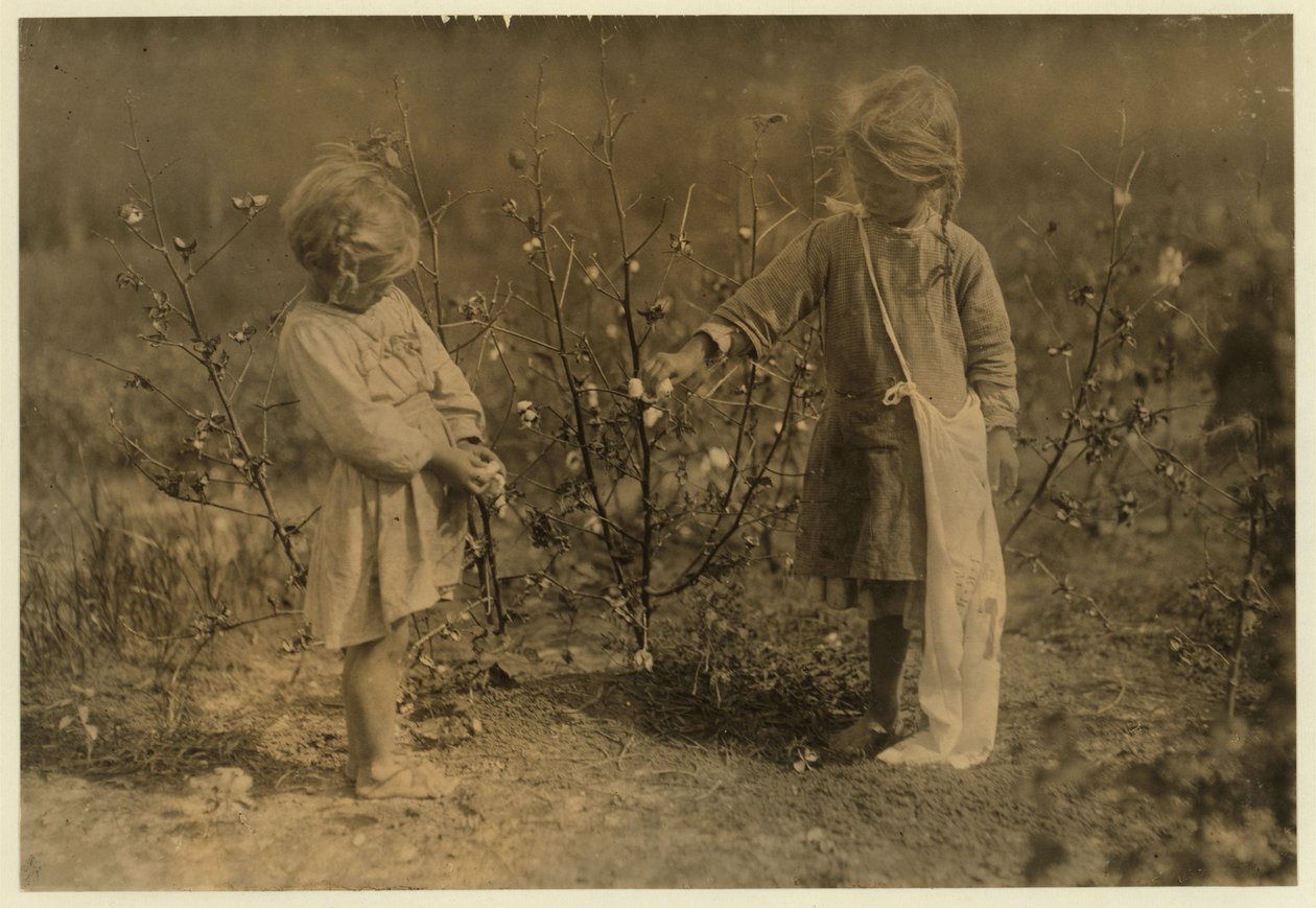 Millie, 4 år, plukker 8 pund bomull om dagen og Nellie 5, plukker 30 på en gård nær Houston, Texas, 1913 av Lewis Wickes Hine