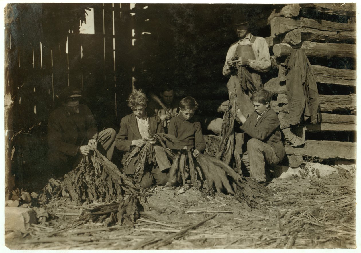 Sønner av J.H. Burch i alderen 12, 14 og 17 år som stripper tobakk i skoletiden i Warren County, Rockfield, Kentucky, 1916 av Lewis Wickes Hine