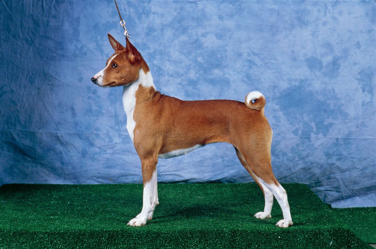 Basenji Dog (bilde) av Unbekannt Unbekannt
