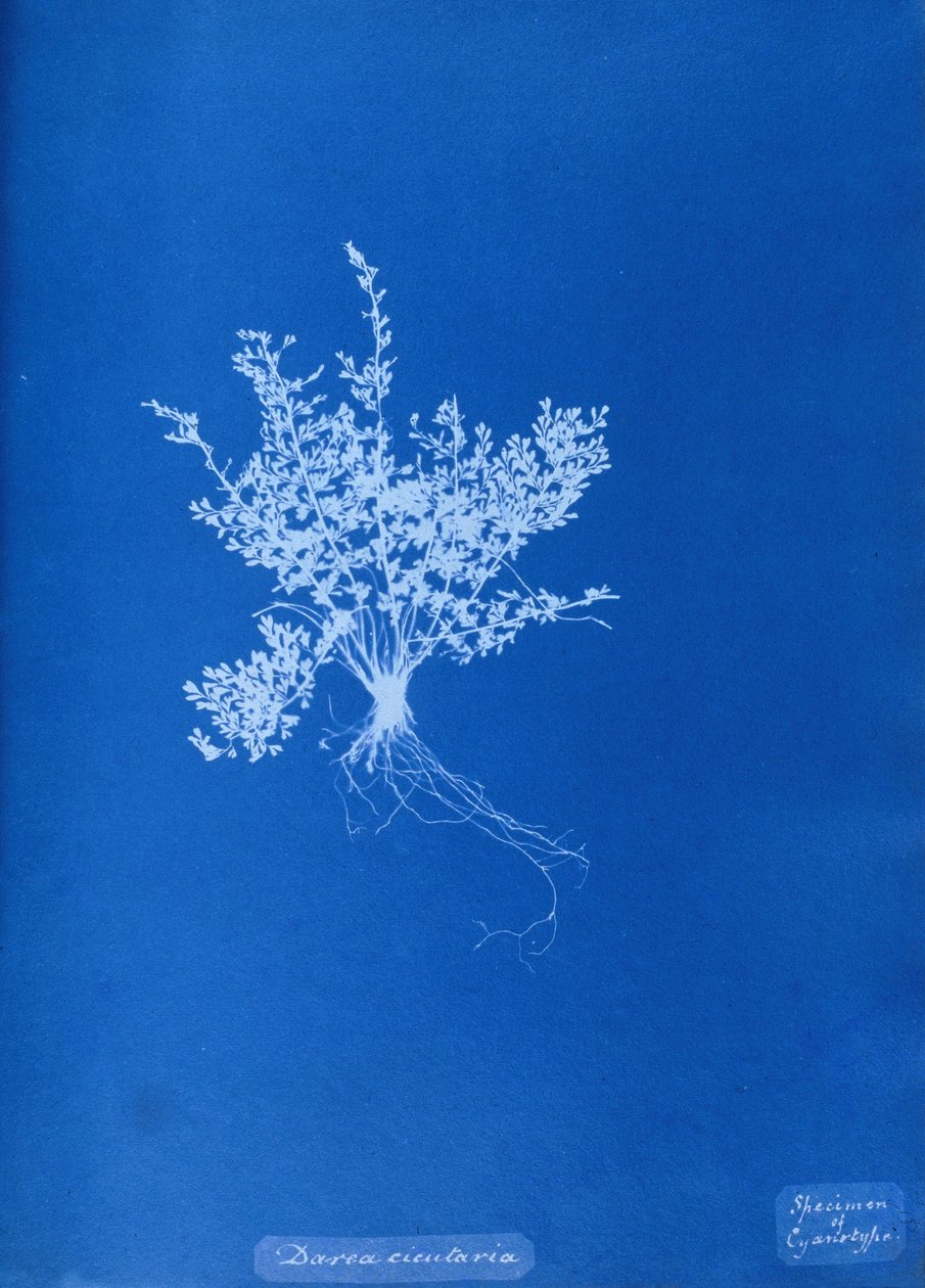 Cyanotype av britisk bregne av Unbekannt Unbekannt