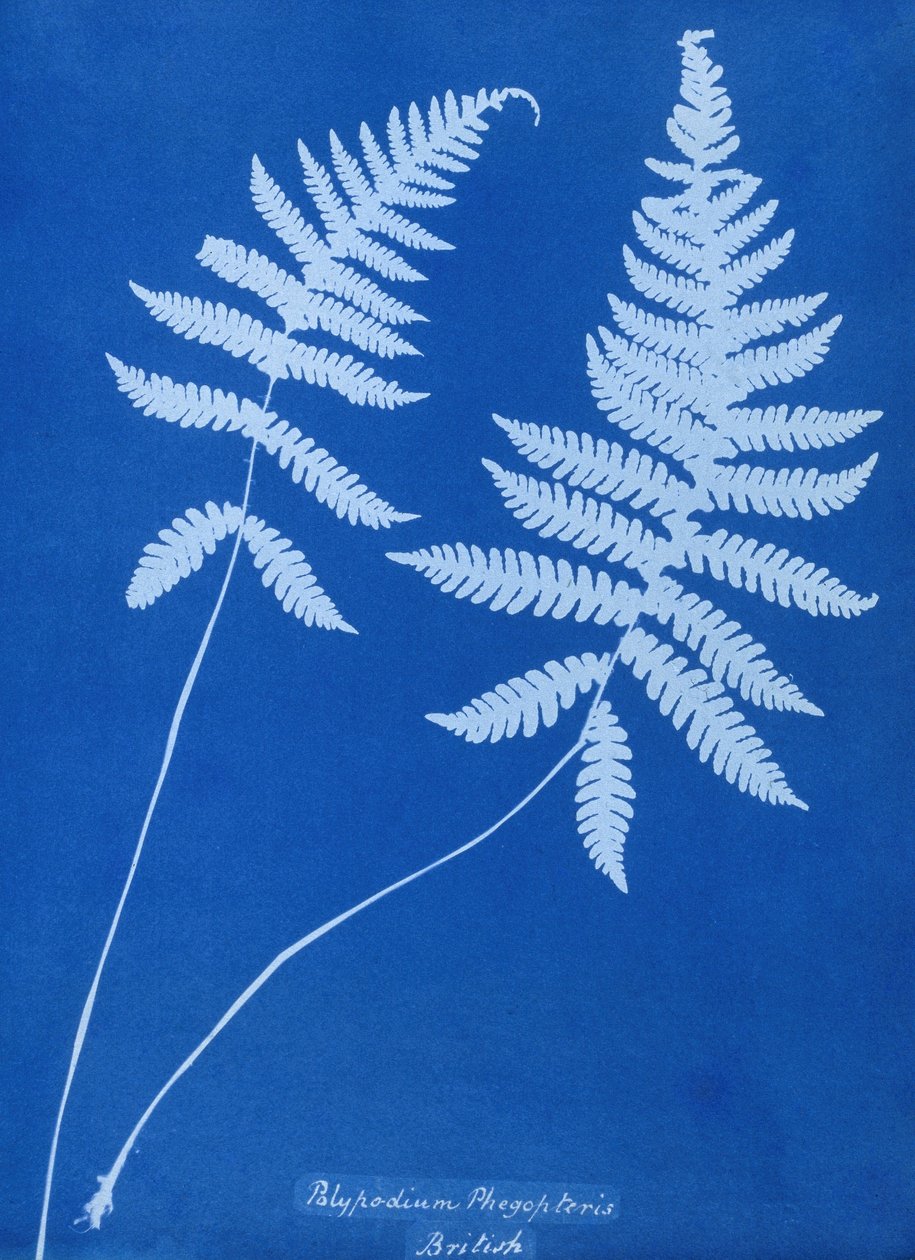 Cyanotype av Polypodium phegopteris av Unbekannt Unbekannt