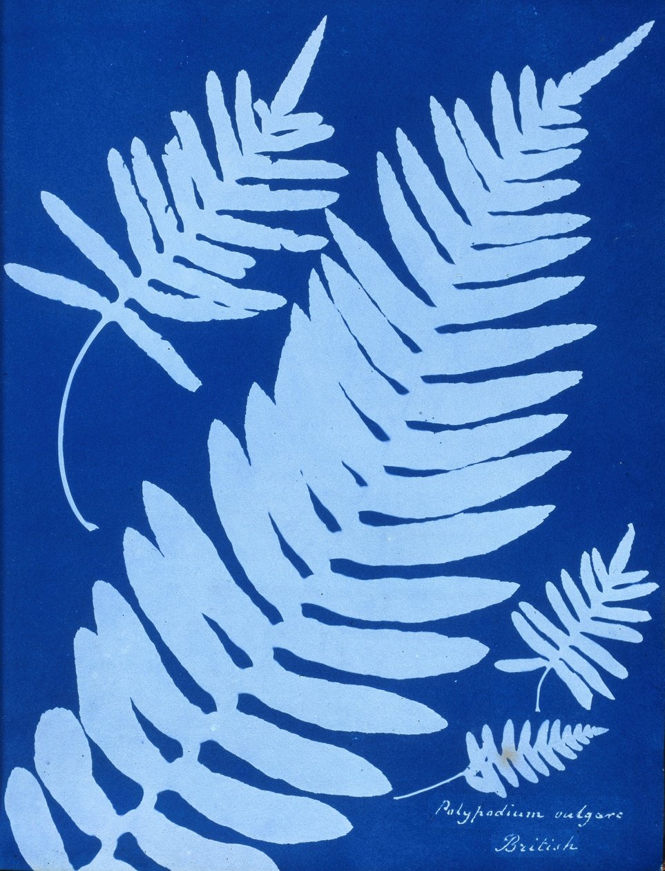 Cyanotype av Polypodium vulgare av Unbekannt Unbekannt