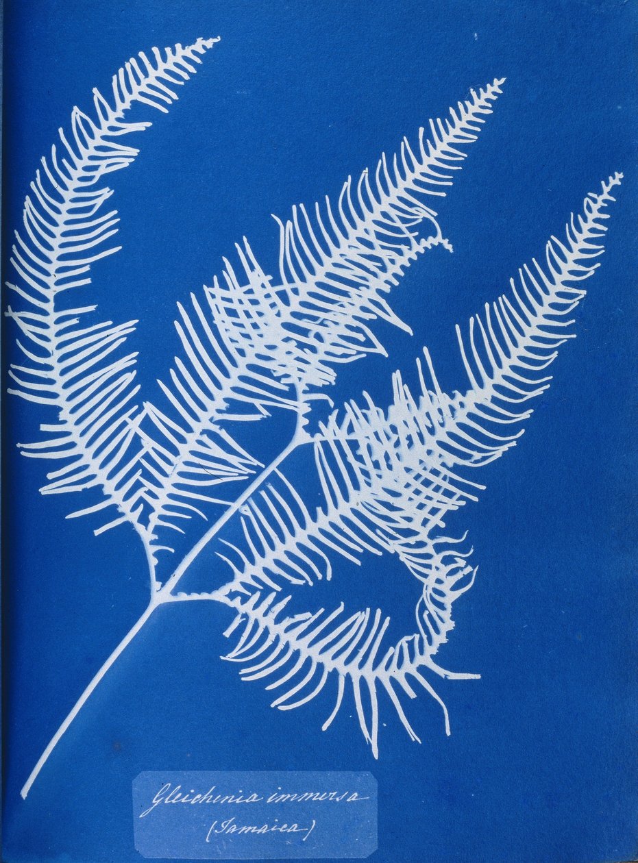 Cyanotype av en jamaicansk bregne, Gleichenia immensa av Unbekannt Unbekannt