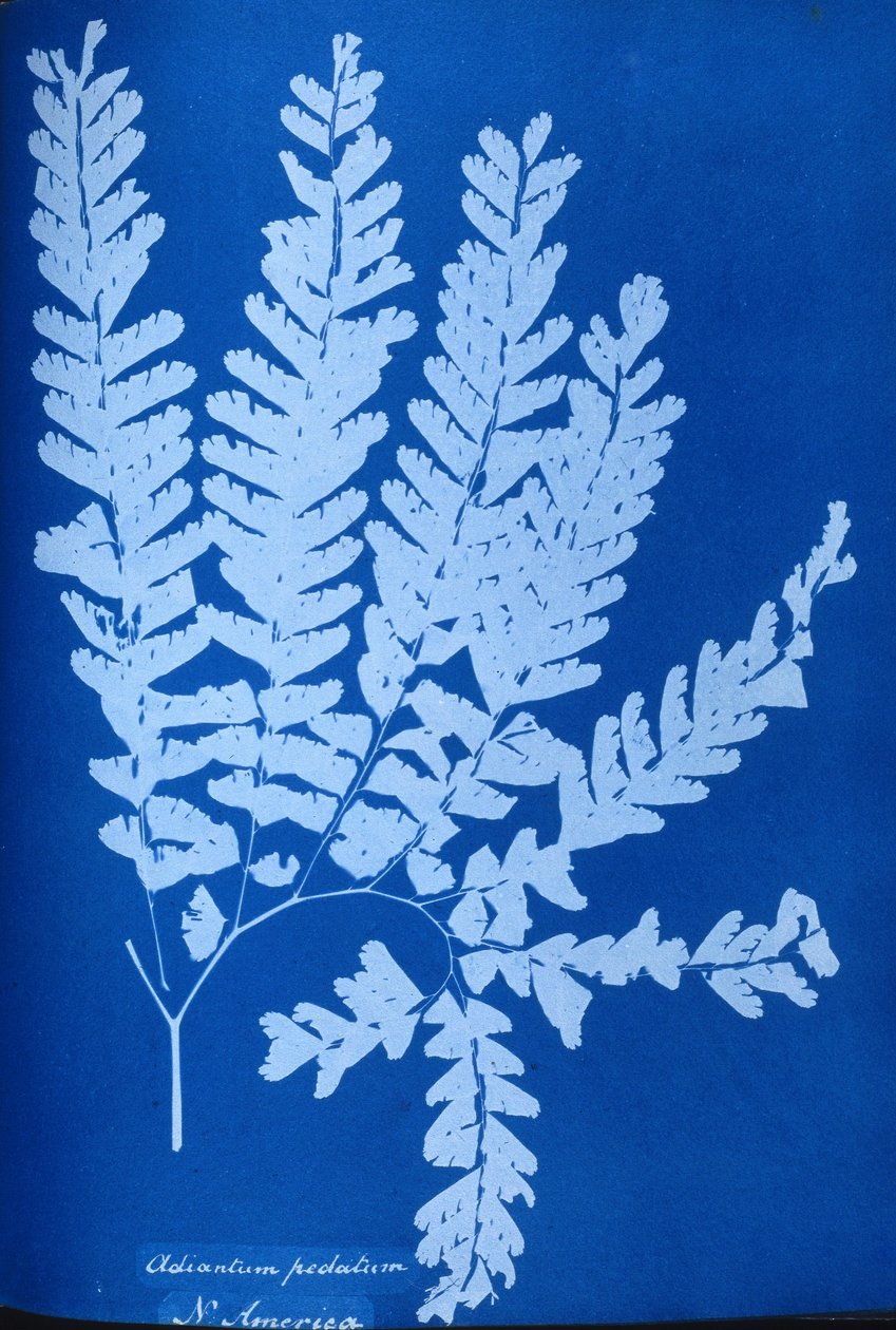 Cyanotype av en nordamerikansk bregne, Adiantum pedatum av Unbekannt Unbekannt