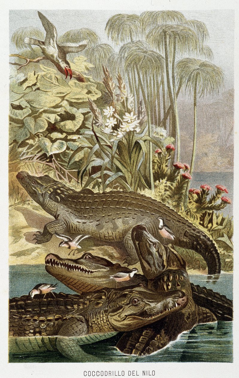 Nilkrokodiller (crocodilus nicoticus) - i "La Vita degli animali" av AE Brehm, Torino av Unbekannt Unbekannt
