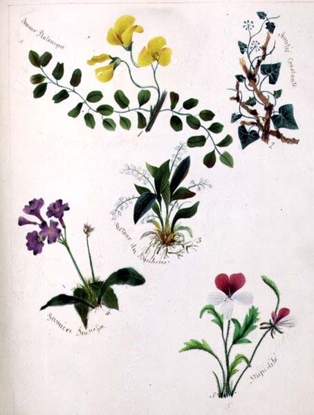 Ville blomster (side fra en skissebok med vers) av Lili Cartwright