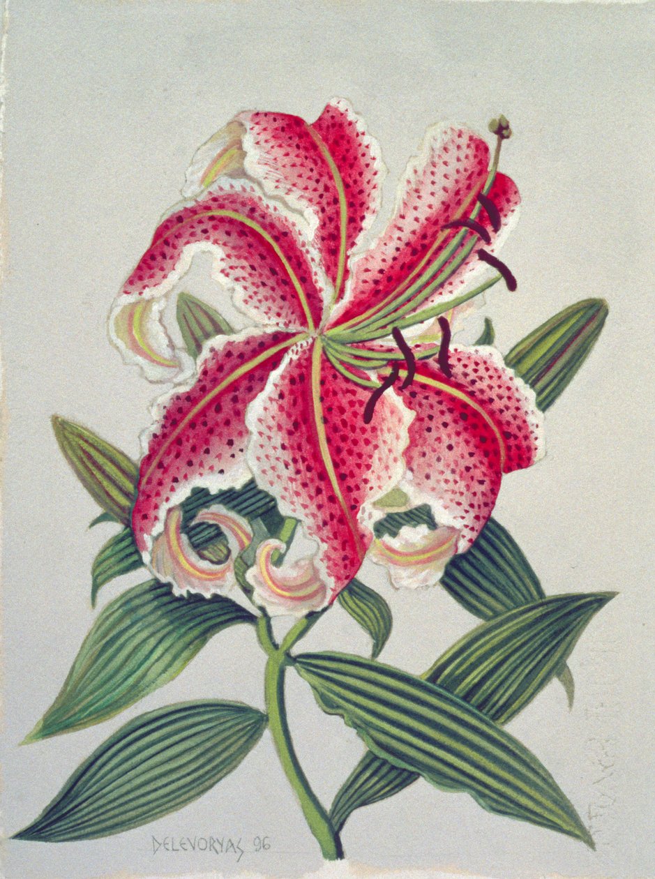 Botanical Lily, 1996 (wc på papir) av Lillian Delevoryas
