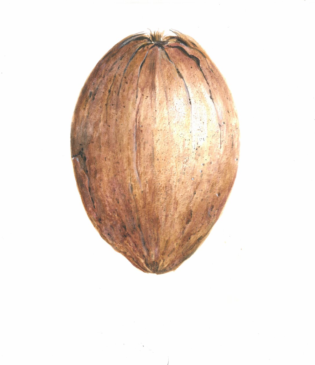 Kokosnøtt, 2015 av Lincoln Seligman