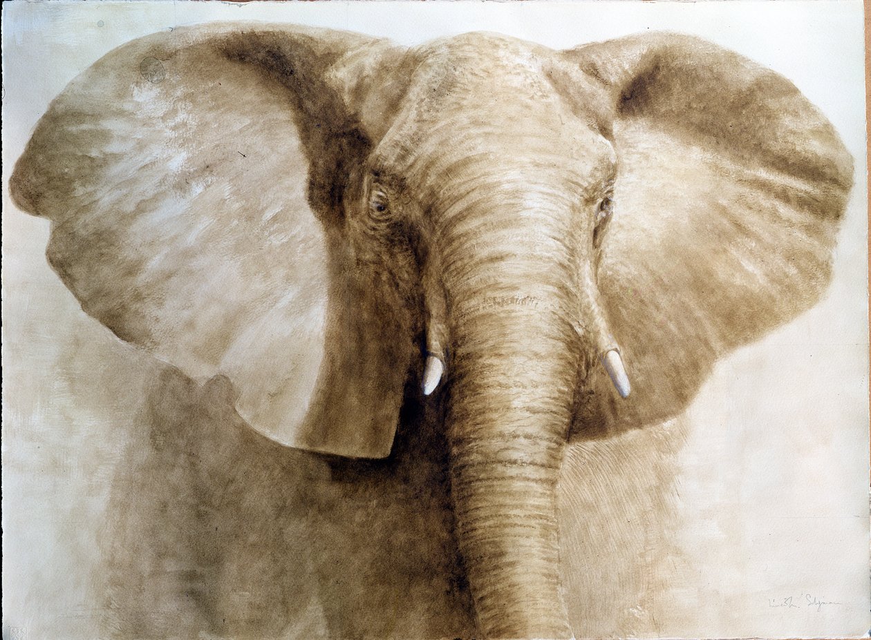 Elephant, 2004 (akryl på papir) av Lincoln Seligman