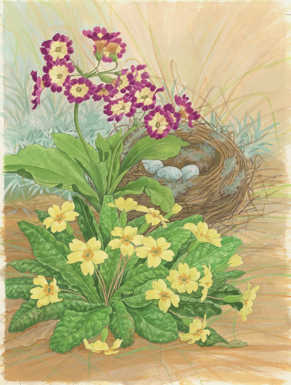 Auricula, Primrose and Nest, 1998 (wc på papir) av Linda Benton