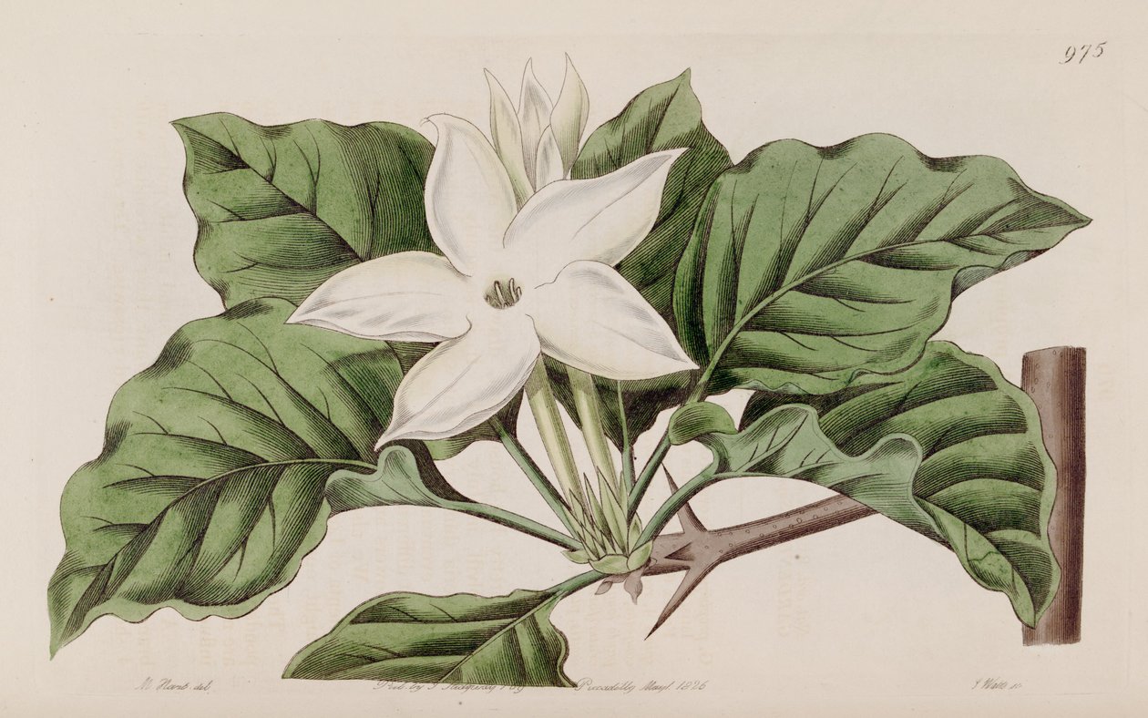 Gardenia i nærheten av Lindley