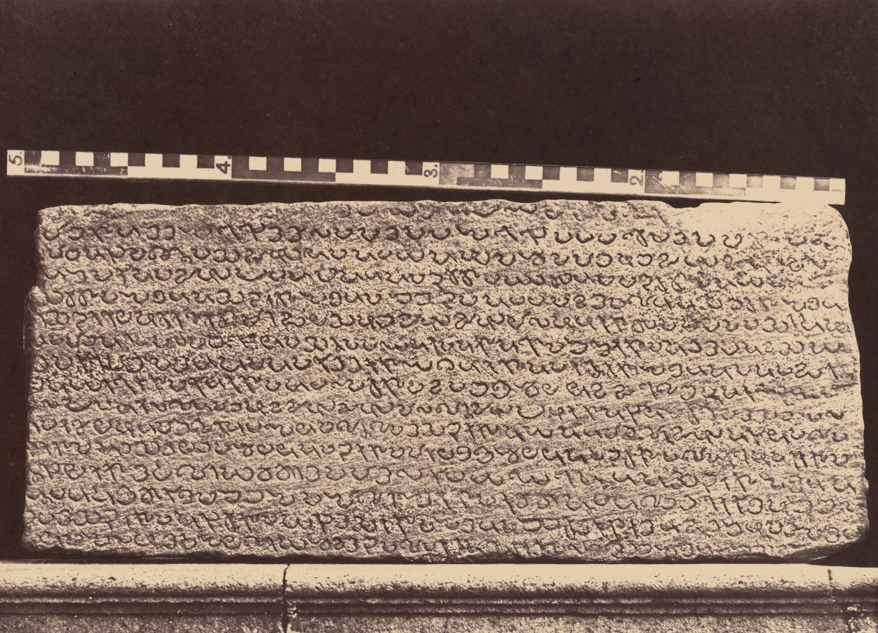  av Linnaeus Tripe