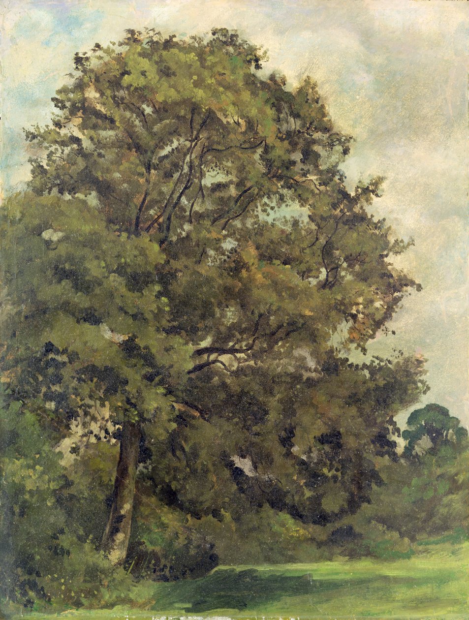 Studie av et asketre, ca. 1851 (olje på papir på panel) av Lionel Constable