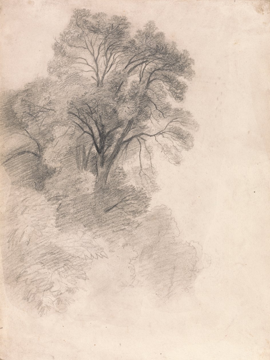 Studie av asketrær av Lionel Constable