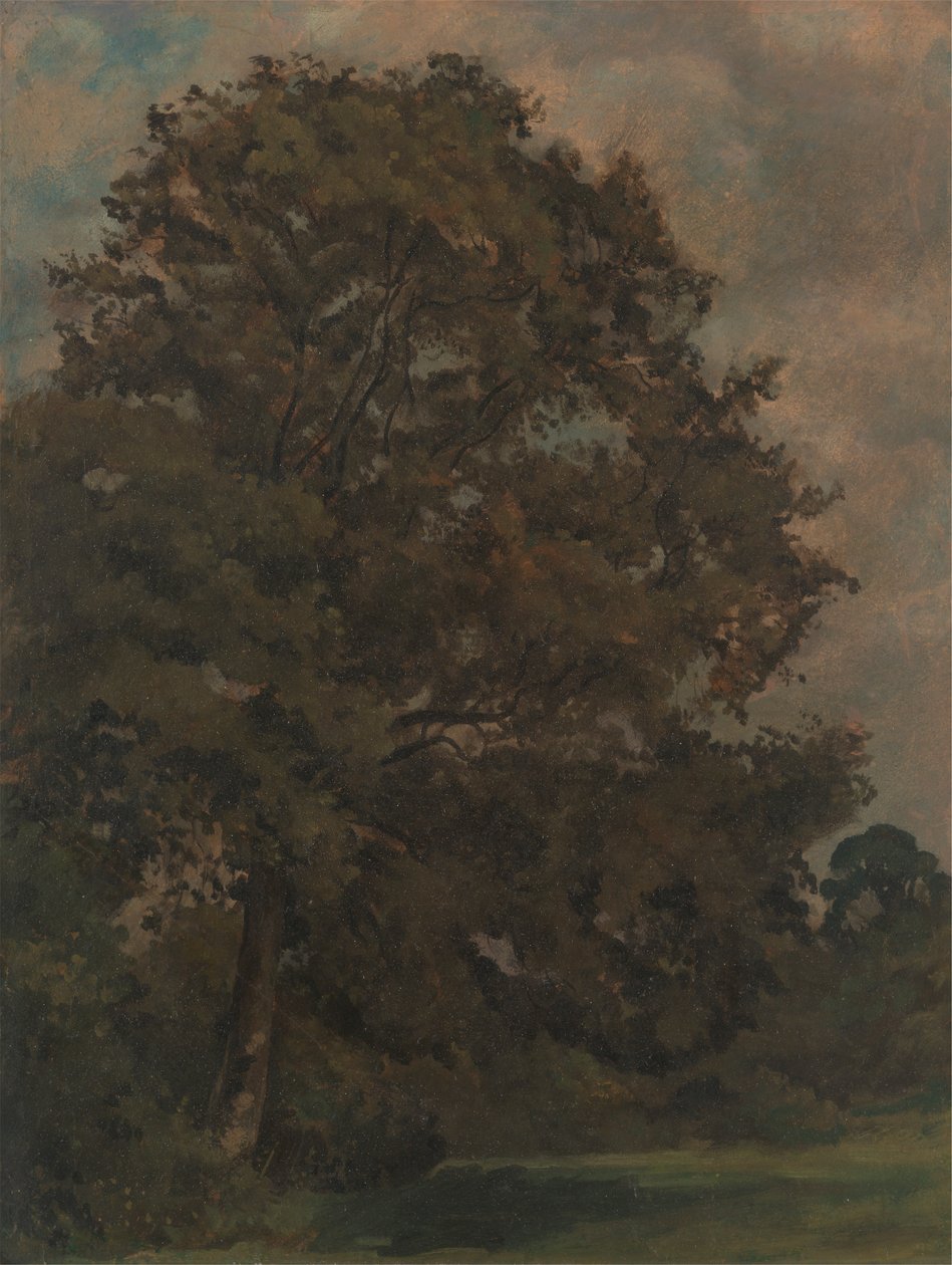Studie av et asketre av Lionel Constable
