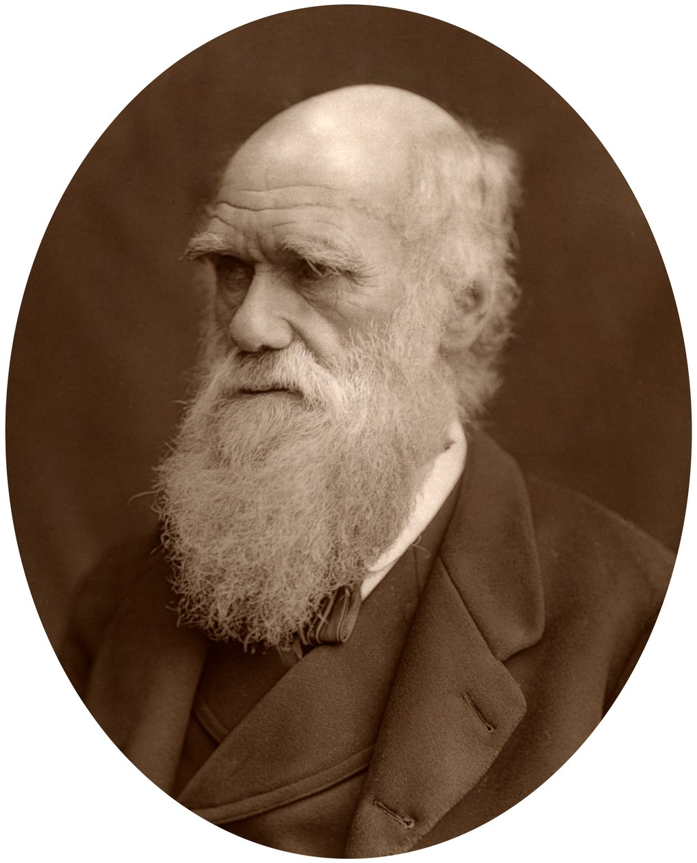 Charles Darwin, 1878. av Lock and Whitfield