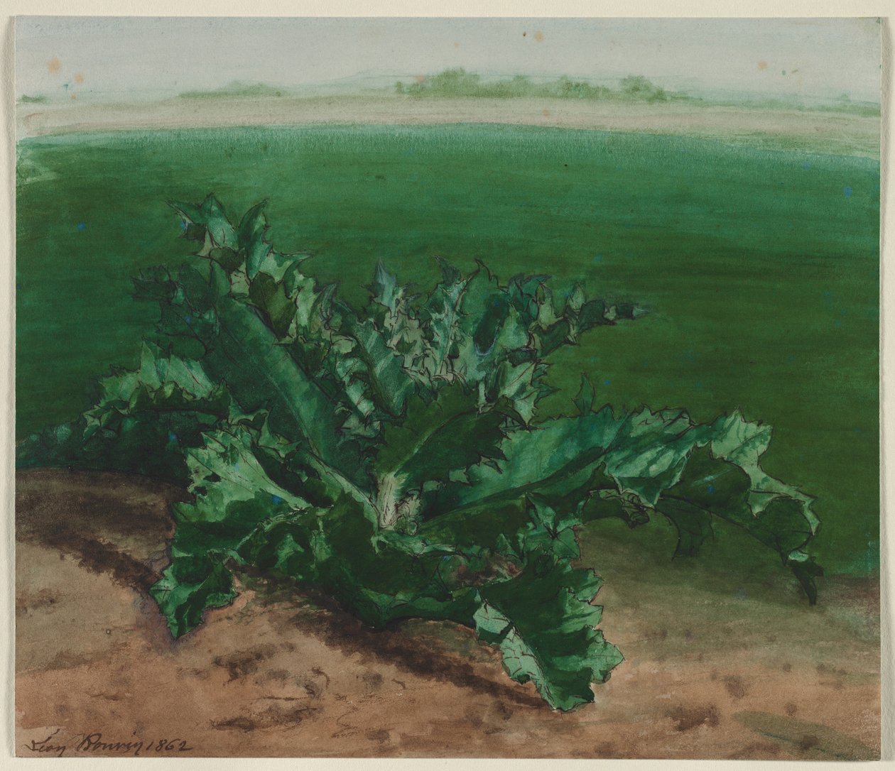 Studie av en plante, muligens tistel av Léon Bonvin