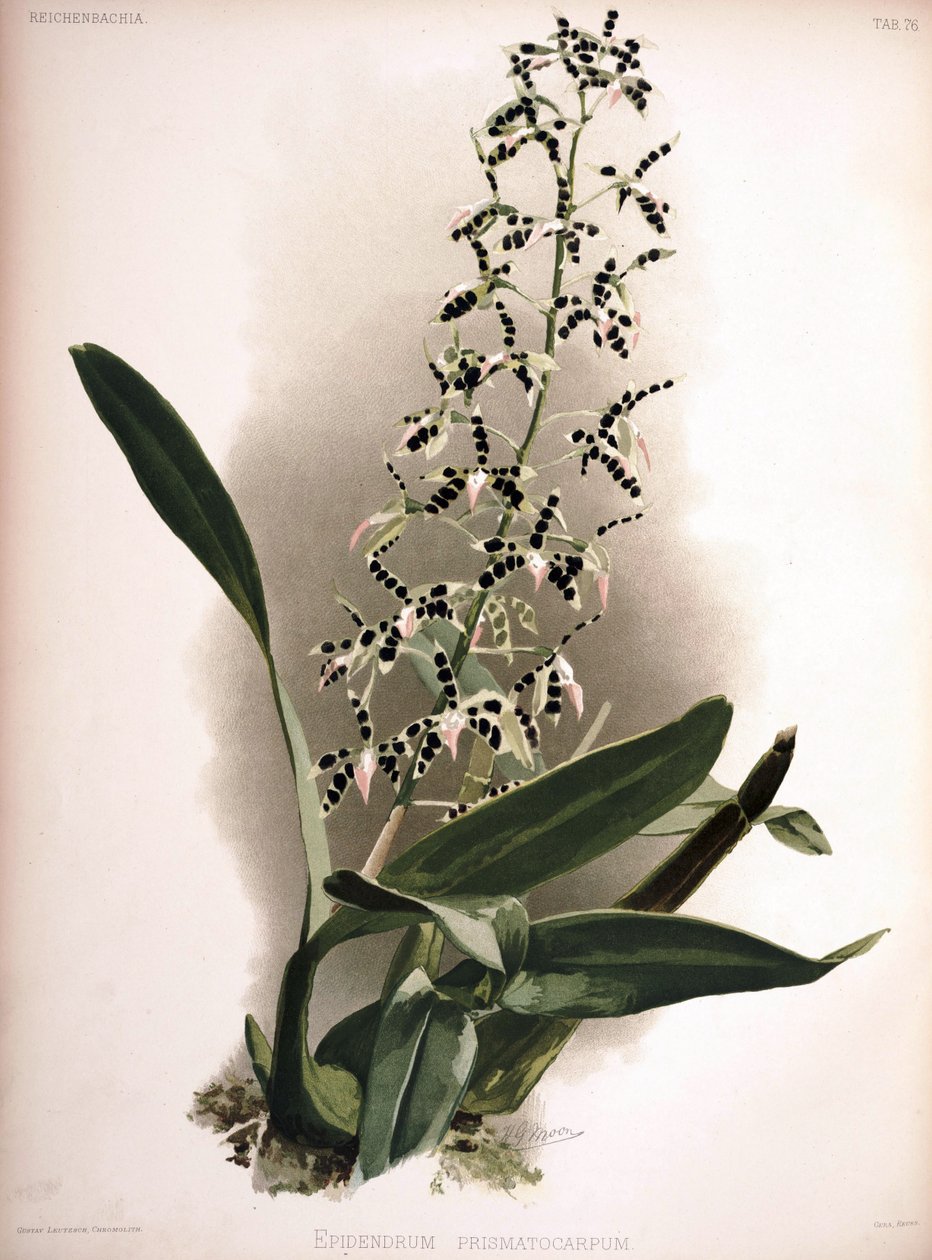 Prosthechea prismatocarpa as syn .: Epidendrum prismatocarpum av London H. Sotheran and Co.