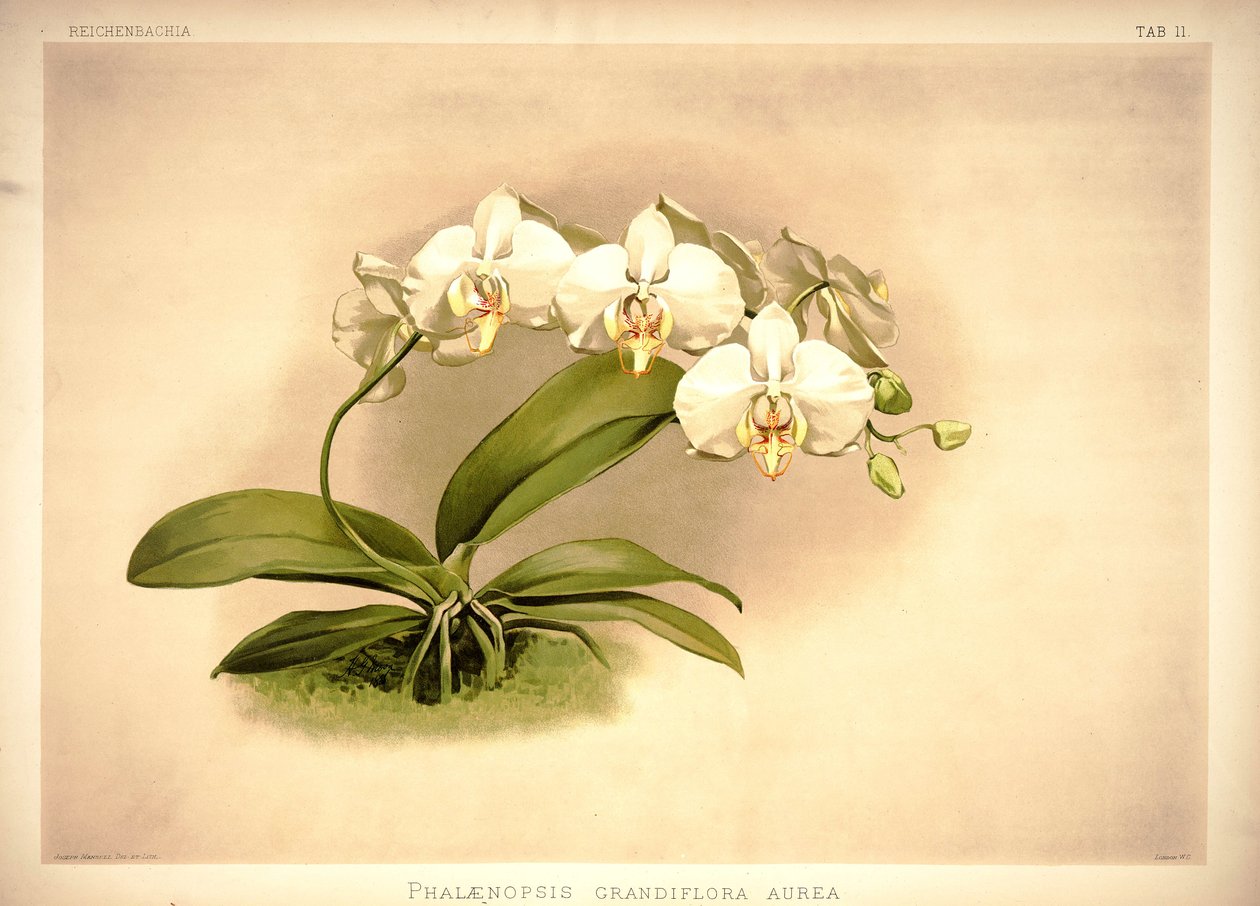 Phalenopsis hyggelig av London H. Sotheran and Co.