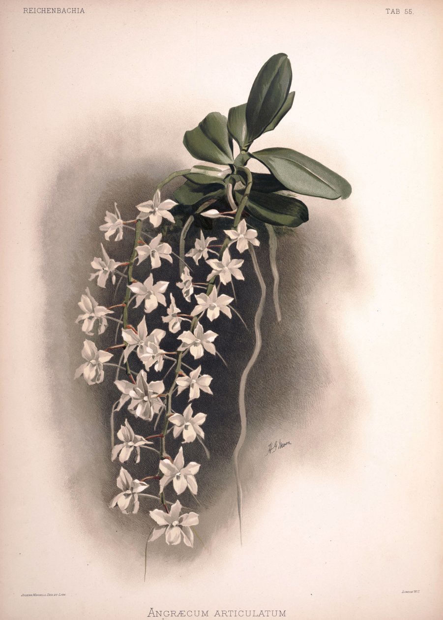 Aerangis articulata, syn .: Angraecum articulatum av London H. Sotheran and Co.