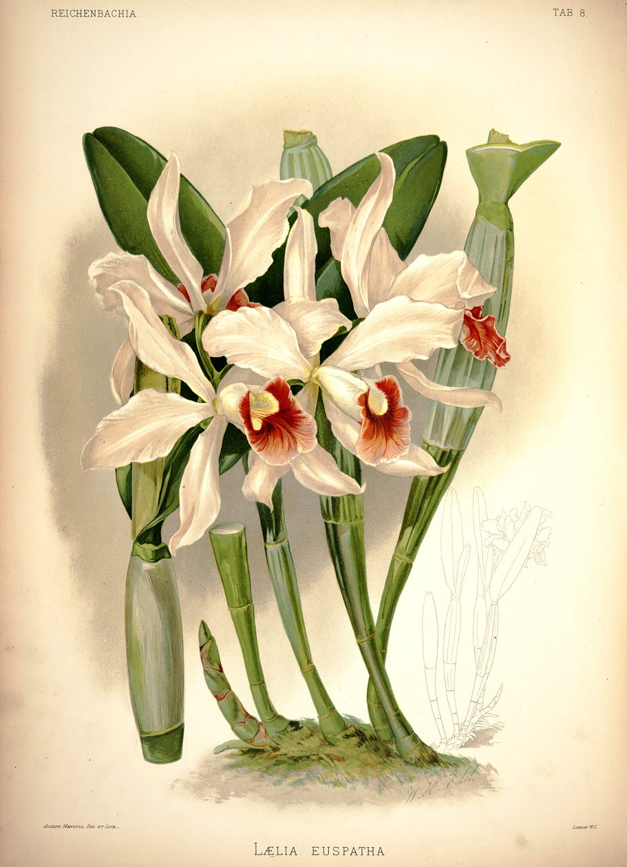 Cattleya × sprøytet av London H. Sotheran and Co.