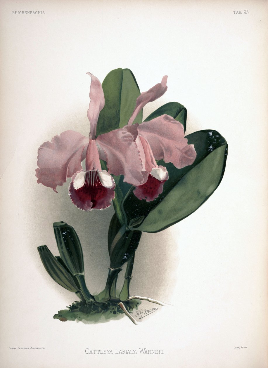 Cattleya warneri as syn.: Cattleya labiata var. warneri av London H. Sotheran and Co.