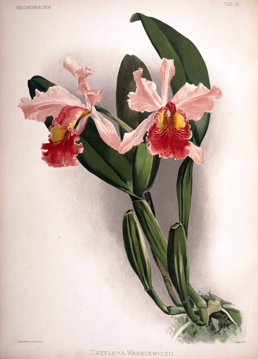 Cattleya warscewiczii av London H. Sotheran and Co.
