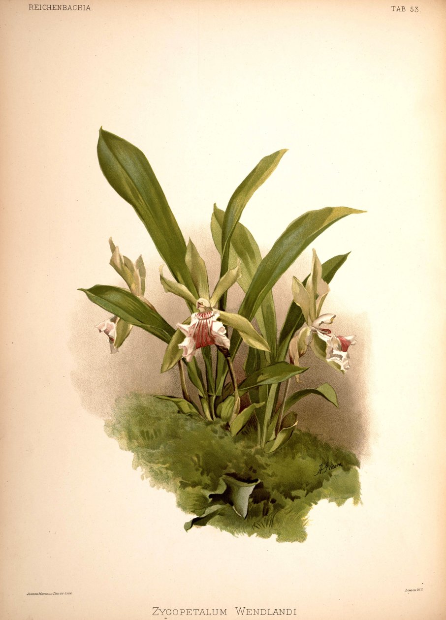 Cochleanthes aromatica, syn .: Zygopetalum wendlandii av London H. Sotheran and Co.