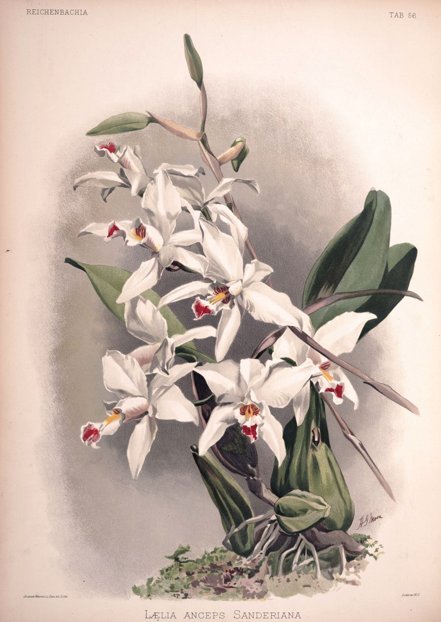 Laelia anceps, syn .: Laelia anceps var. sanderiana av London H. Sotheran and Co.