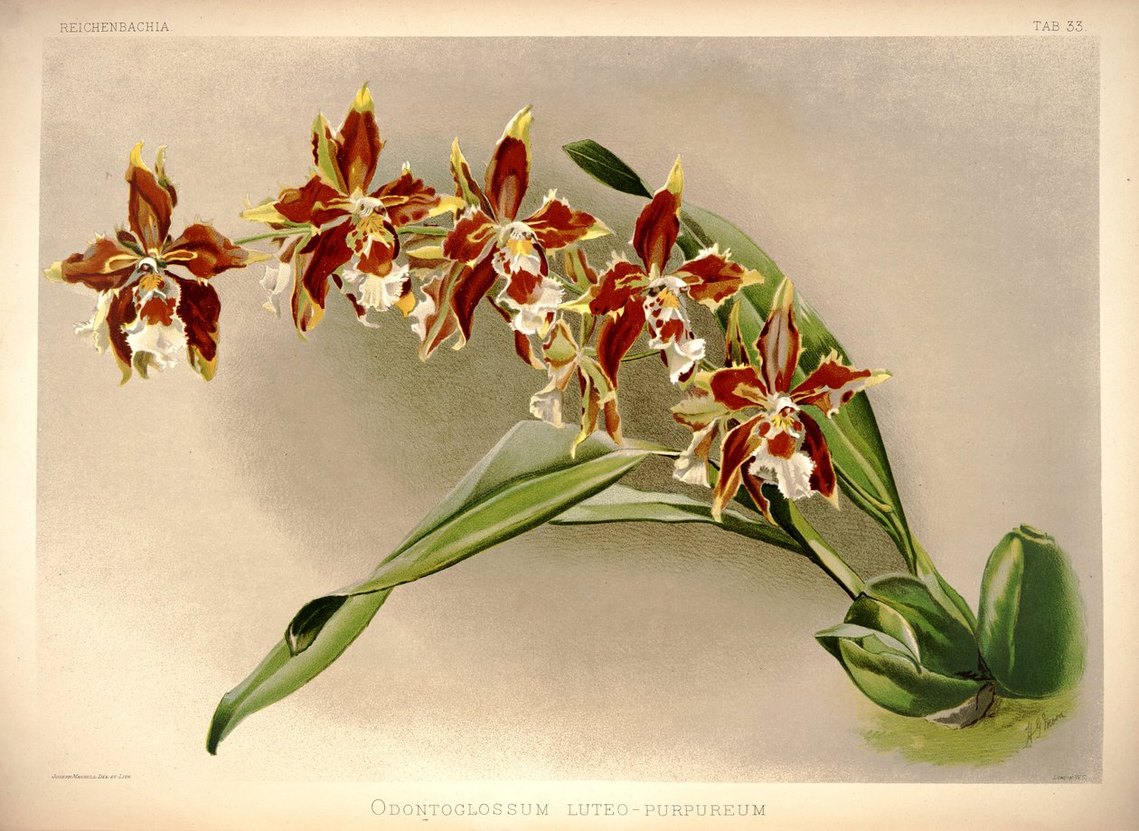 Odontoglossum luteopurpureum av London H. Sotheran and Co.