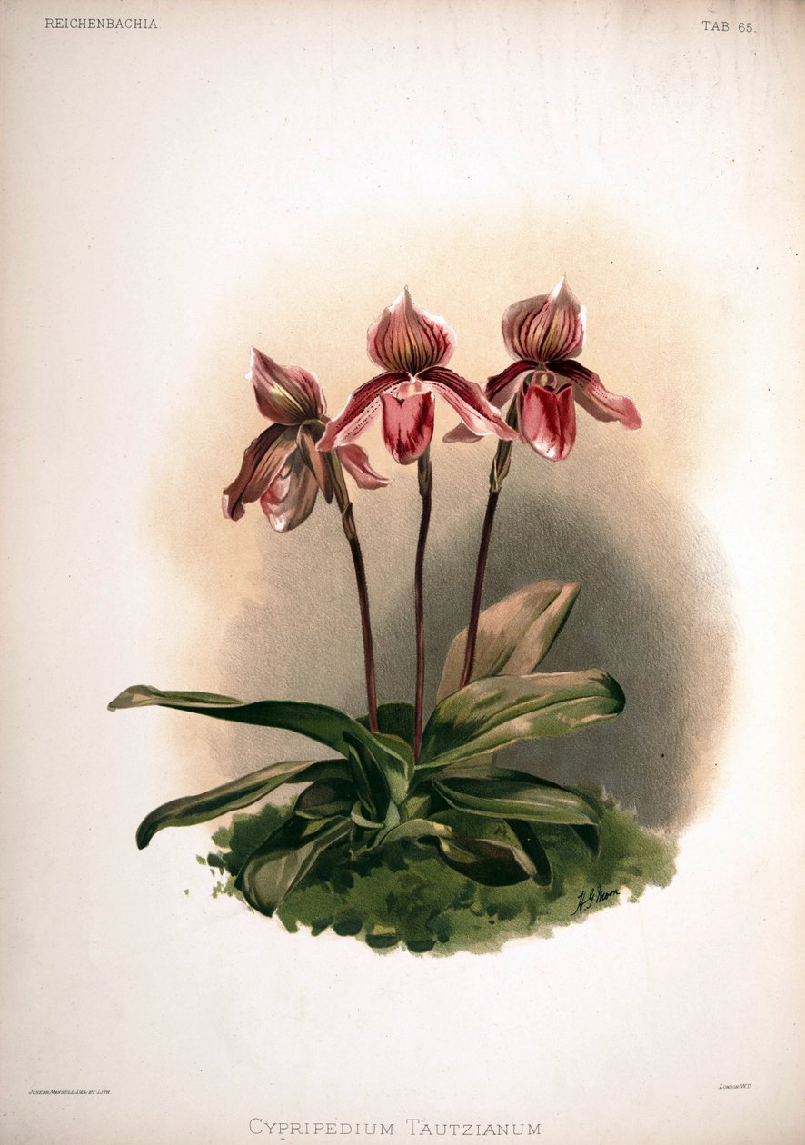 Cypripedium × tautzianum cultivar = (Paphiopedilum barbatum × Paphiopedilum niveum) av London H. Sotheran and Co.