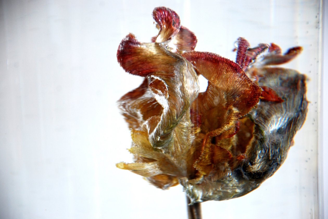 Vanntulipan 4, 2013, fotografi av Lou Gibbs