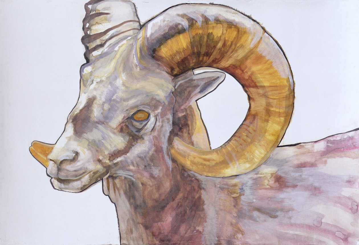 American Long Horn, 2004 (akvarell og akryl på gesso på papir) av Lou Gibbs