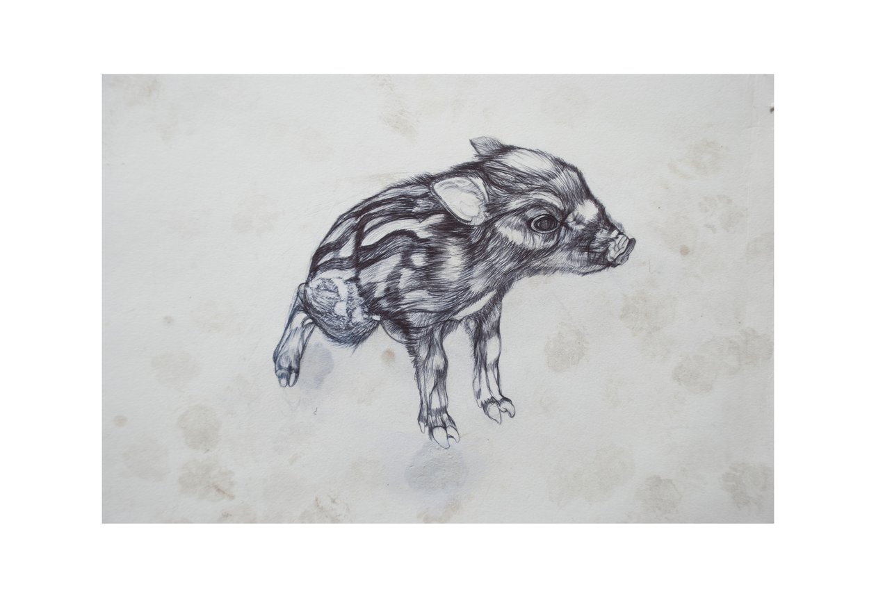 Lille gris, 2015, (bic biro på papir) av Lou Gibbs