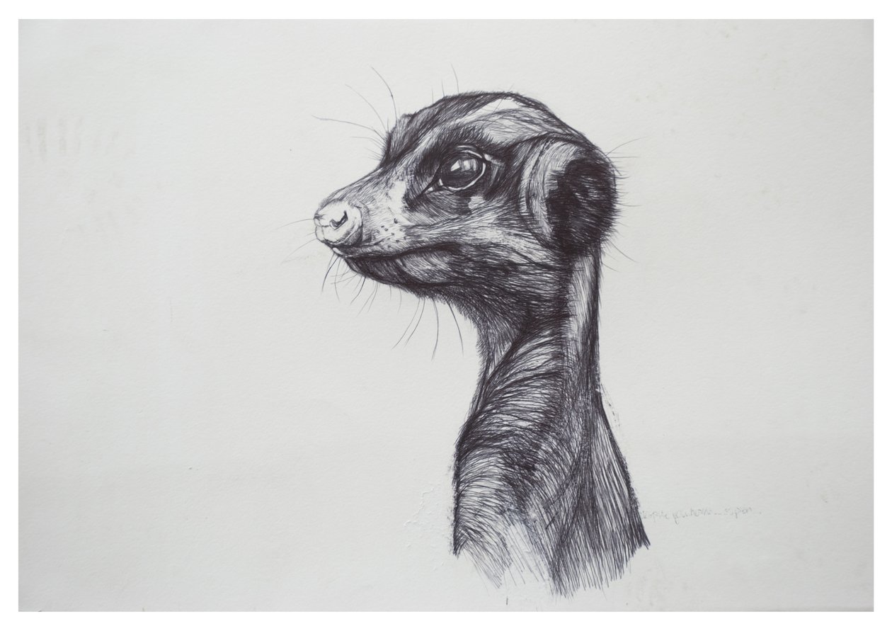 Meerkat, 2016, (biro på papir) av Lou Gibbs