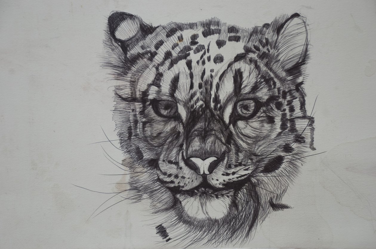 Snow Leopard, 2016, (bic biro på papir) av Lou Gibbs