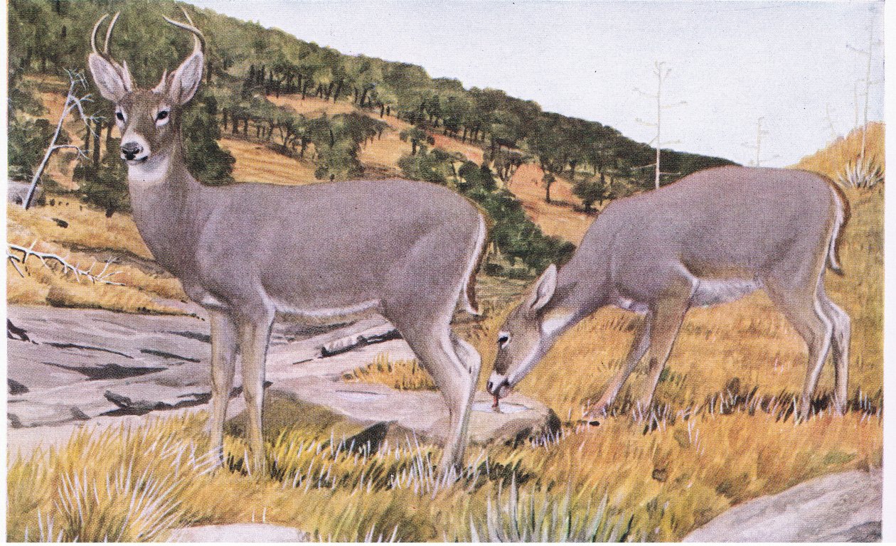 Arizona Whitetail liten og unnvikende med et strøk av rustbrunt om sommeren av Louis Agassiz Fuertes