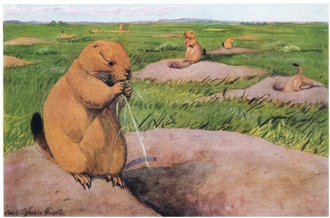 Black Tailed Prairie Dogs holder plener korte for uhindret utsikt av Louis Agassiz Fuertes